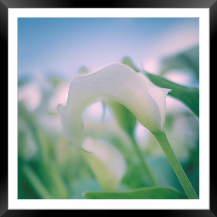 White Lily Framed Mounted Print by ann stevens