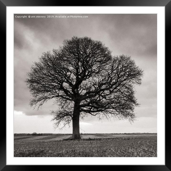 Lone Oak Tree  Framed Mounted Print by ann stevens