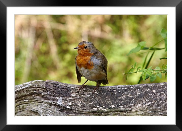 Robin in summer Framed Mounted Print by Paul Nicholas