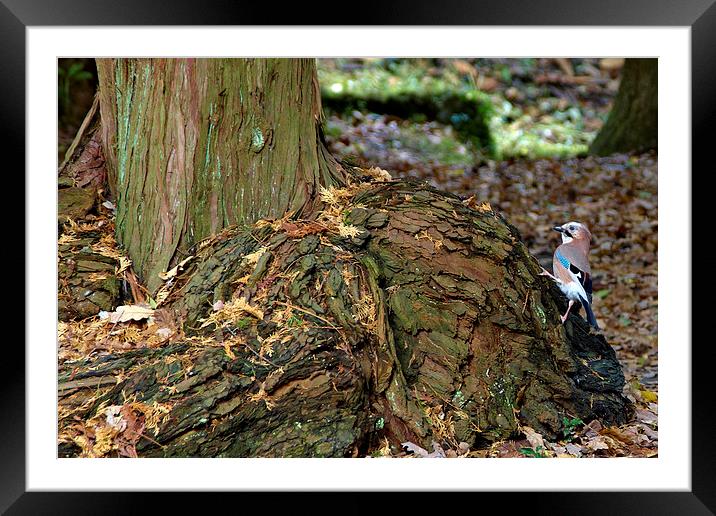 Jay in woodland area Framed Mounted Print by Paul Nicholas