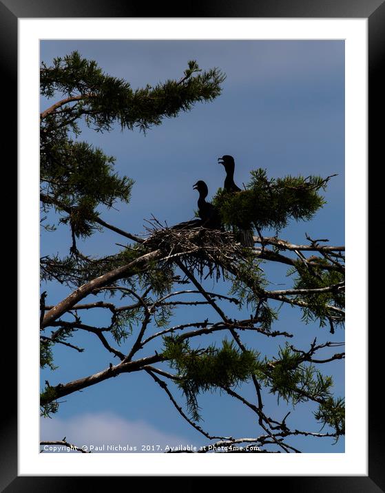 Vultures in a tree Framed Mounted Print by Paul Nicholas