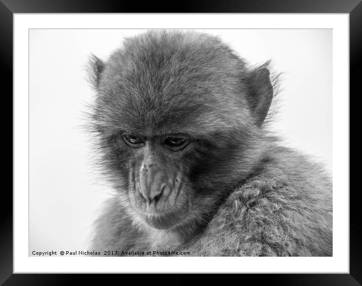 Barbary Macaque in Gibraltar Framed Mounted Print by Paul Nicholas