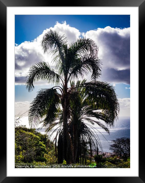Madeira palm tree Framed Mounted Print by Paul Nicholas