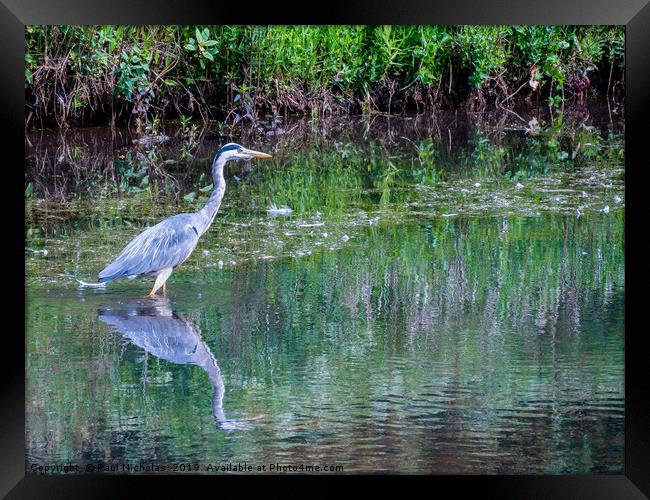 Grey Heron standing in water at the edge of a lake Framed Print by Paul Nicholas