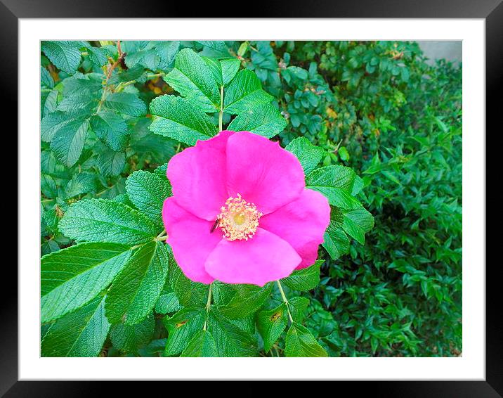 Pink flower in the garden. Framed Mounted Print by Stephen Windsor