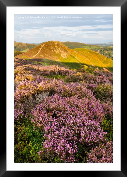 Long Mynd Heather Framed Mounted Print by Daugirdas Racys