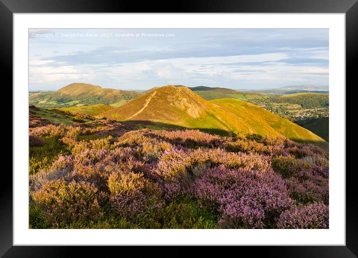 Long Mynd Heather display Framed Mounted Print by Daugirdas Racys