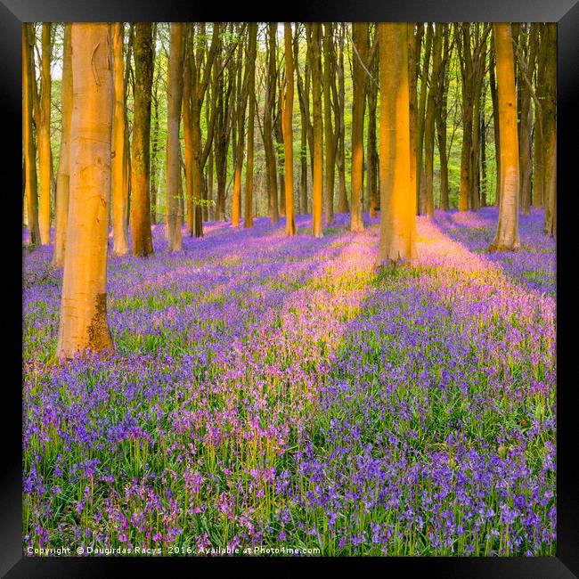 English bluebells in golden evening light Framed Print by Daugirdas Racys