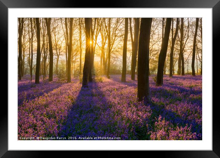 Sunrise at Bluebells woodland Framed Mounted Print by Daugirdas Racys