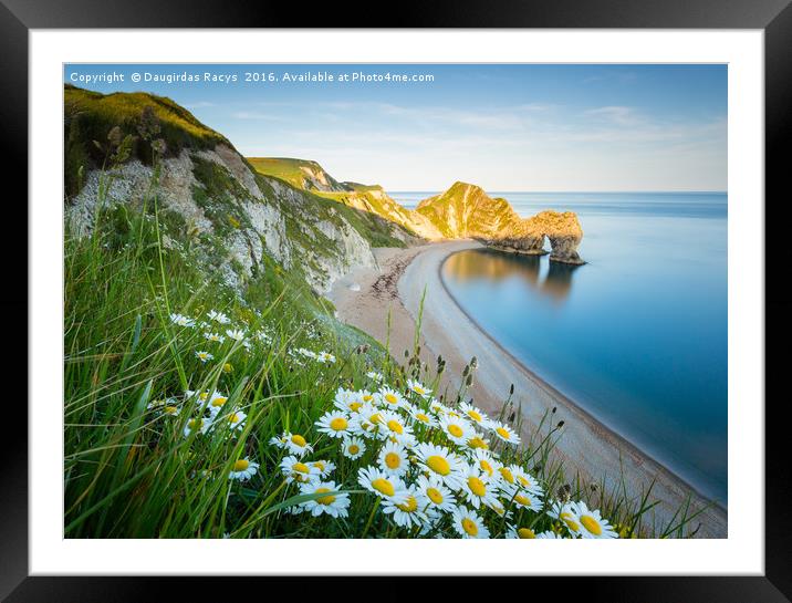 Durdle door and daisies Framed Mounted Print by Daugirdas Racys