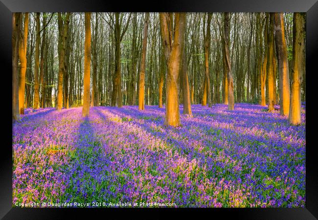 Enchanted Bluebells forest Framed Print by Daugirdas Racys