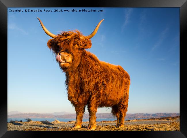 Scottish Highland Angus Cow Framed Print by Daugirdas Racys