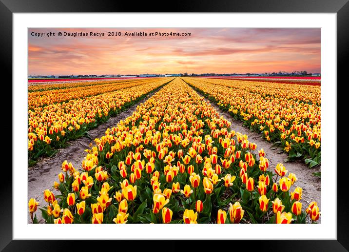 A colourful evening at a Dutch Tulip field Framed Mounted Print by Daugirdas Racys
