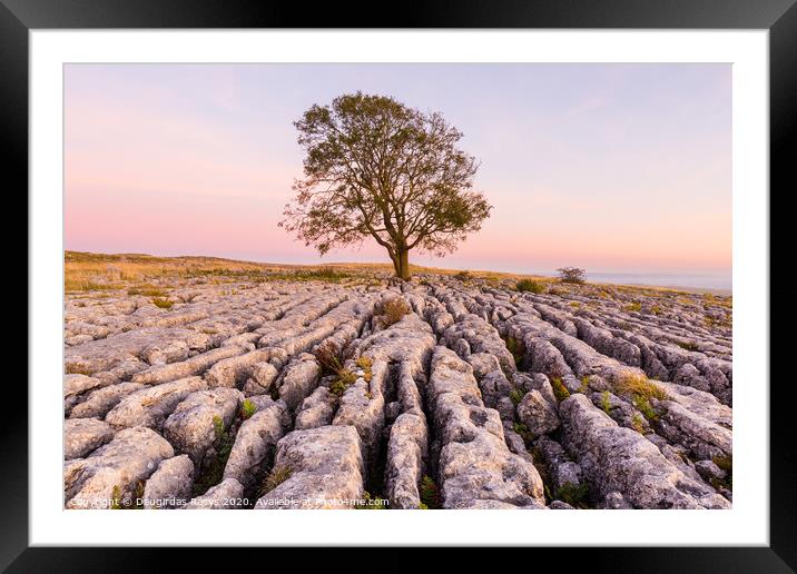 Lone tree and North Yorkshire stone pavements Framed Mounted Print by Daugirdas Racys