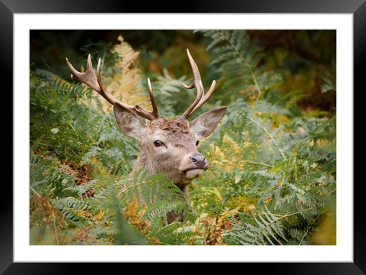 Red Deer in bracken Framed Mounted Print by Kenneth Dear
