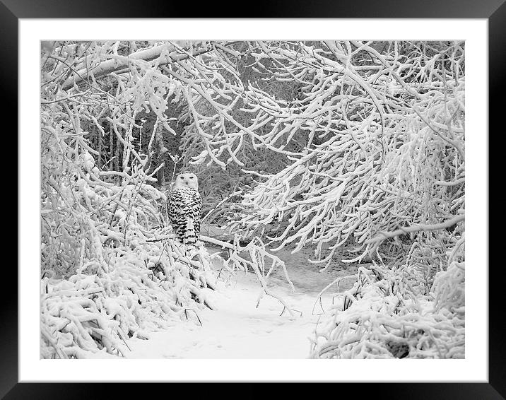 Snowy Owl in woods Framed Mounted Print by Kenneth Dear