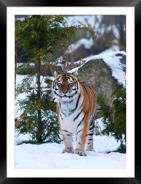 Amur tiger in snow Framed Mounted Print by Kenneth Dear