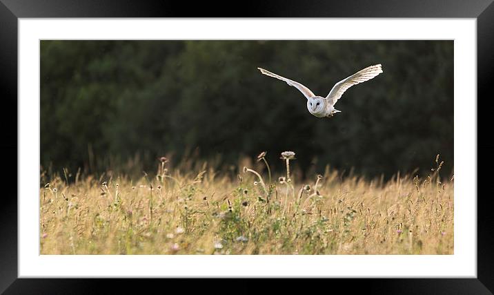 Barn owl in flight Framed Mounted Print by Kenneth Dear