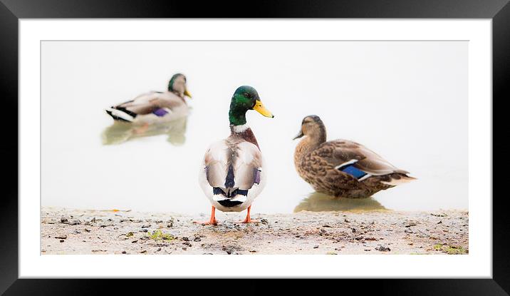 Water on a ducks back Framed Mounted Print by Kenneth Dear