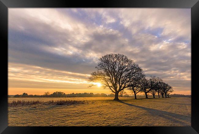 Capabilitys Oaks Framed Print by Roz Greening