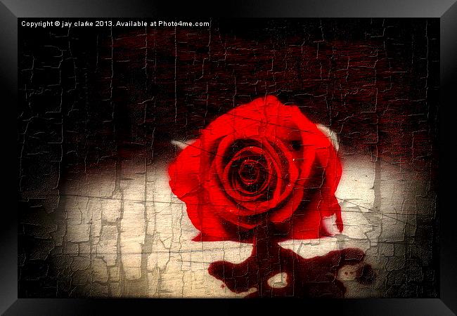 blood rose Framed Print by jay clarke