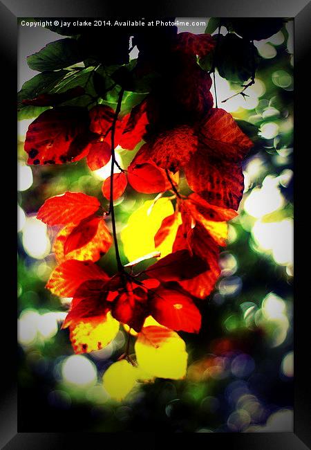 last leaf Framed Print by jay clarke