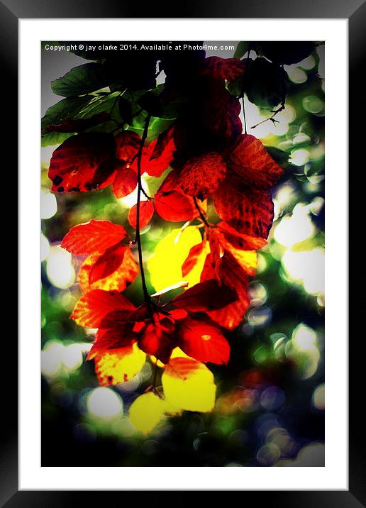 last leaf Framed Mounted Print by jay clarke