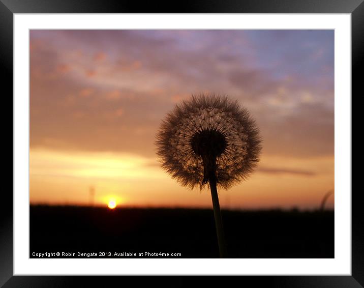 Dandelion at Sunrise Framed Mounted Print by Robin Dengate