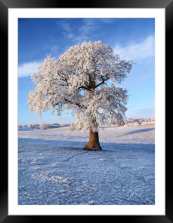 Frozen Winter Tree Framed Mounted Print by James Meacock
