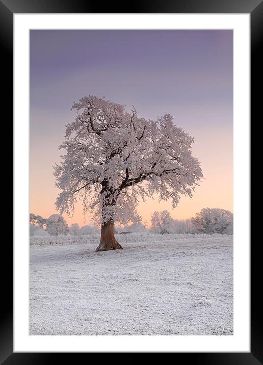 Frosty Tree Sunrise Framed Mounted Print by James Meacock
