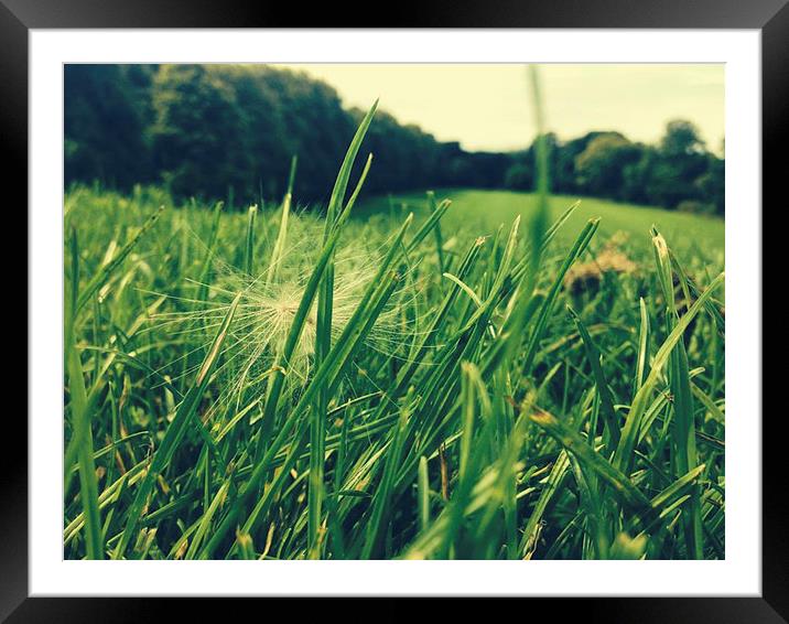 A wish in the grass Framed Mounted Print by carolann walker
