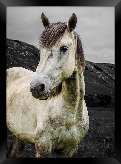  Horse in the Glen  Framed Print by carolann walker