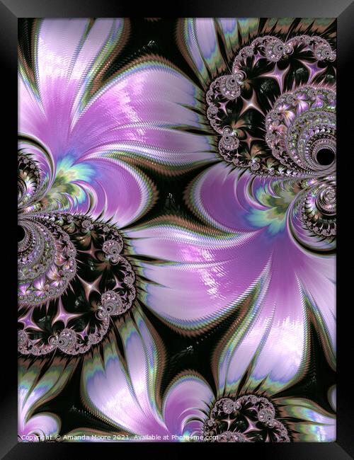 Lilacs Framed Print by Amanda Moore