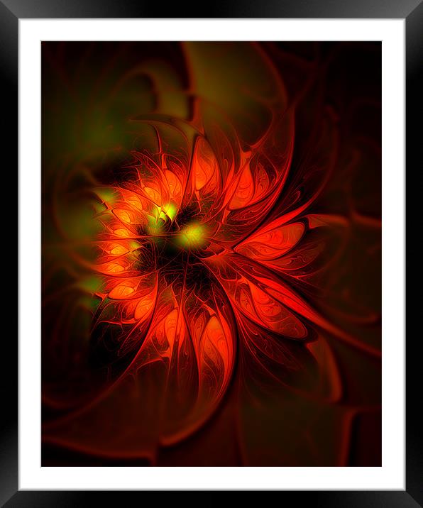 Flame Lily Framed Mounted Print by Amanda Moore