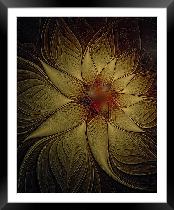 Golden Poinsettia Framed Mounted Print by Amanda Moore