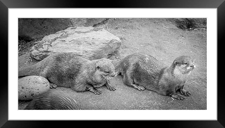 Otters Day Out Framed Mounted Print by Marina Otto