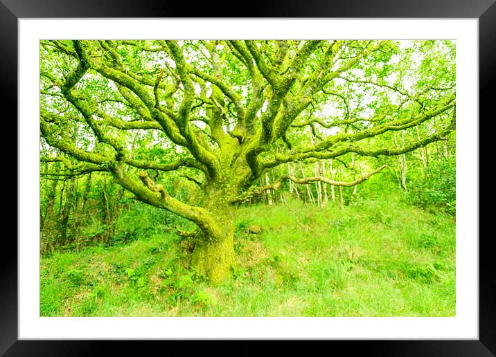  welsh tree Framed Mounted Print by Marina Otto
