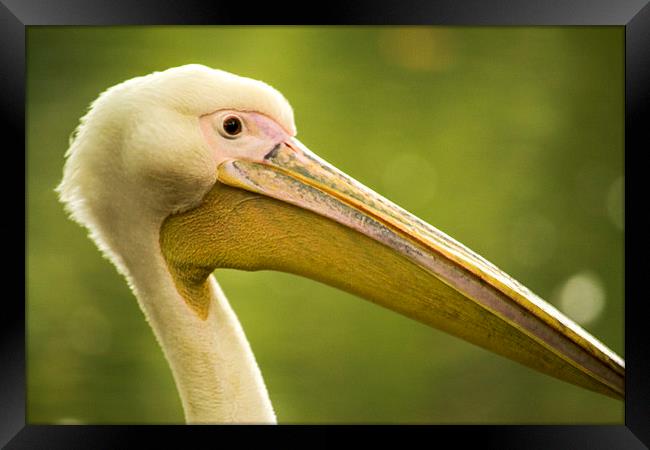  The pelican Framed Print by Marina Otto