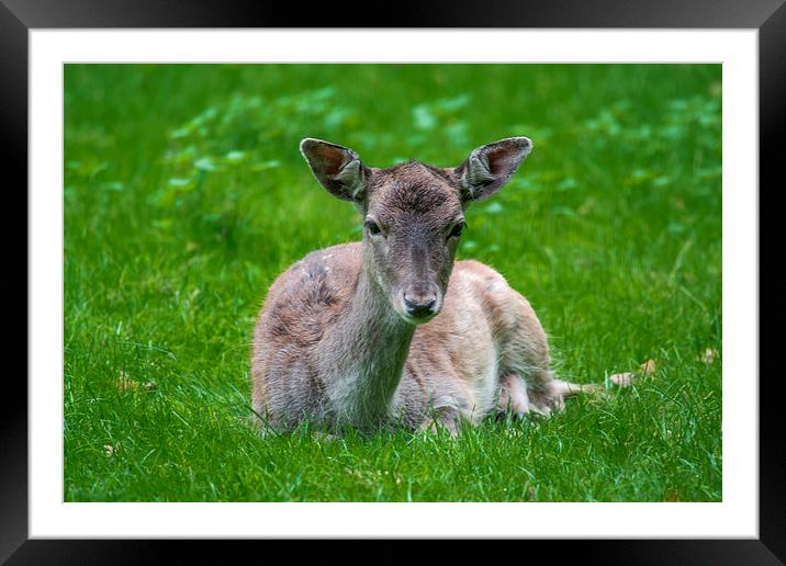  Baby fawn Framed Mounted Print by Marina Otto