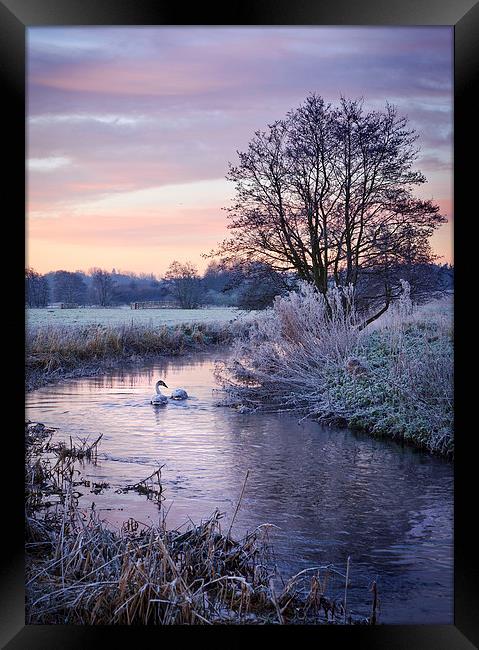 Swans on the Tas Framed Print by Mike French