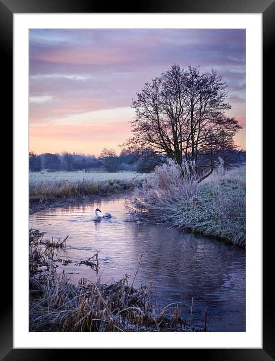 Swans on the Tas Framed Mounted Print by Mike French