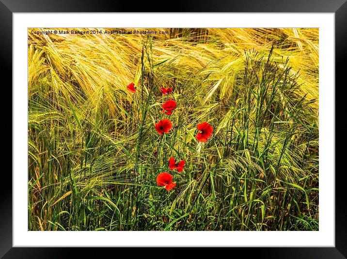 Poppies in Cornfield Framed Mounted Print by Mark Bangert