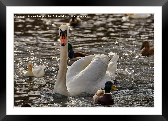 Swan on the River Neckar, Tübingen, South Germany Framed Mounted Print by Mark Bangert