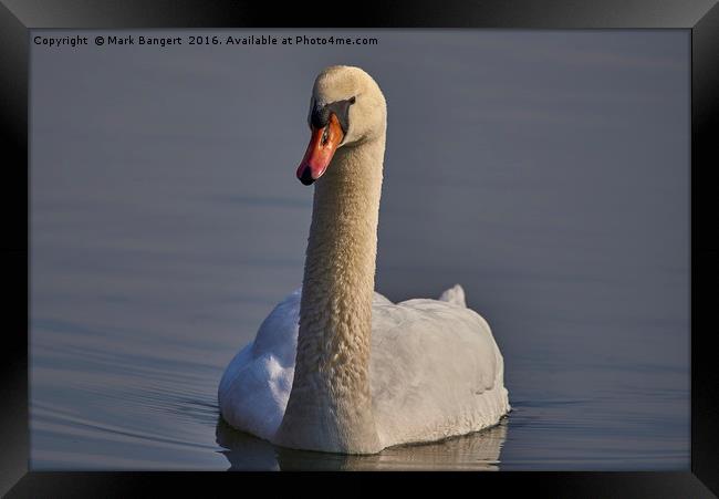 Swan in the sunlight Framed Print by Mark Bangert