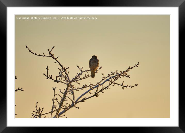 Kestrel on a cold morning Framed Mounted Print by Mark Bangert