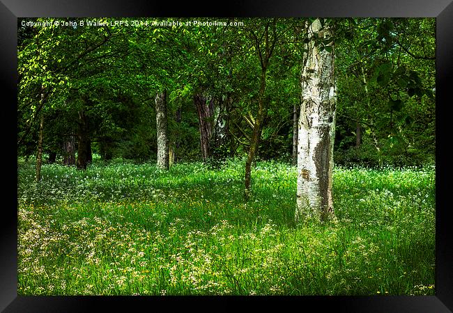 English Woodland in Spring Framed Print by John B Walker LRPS