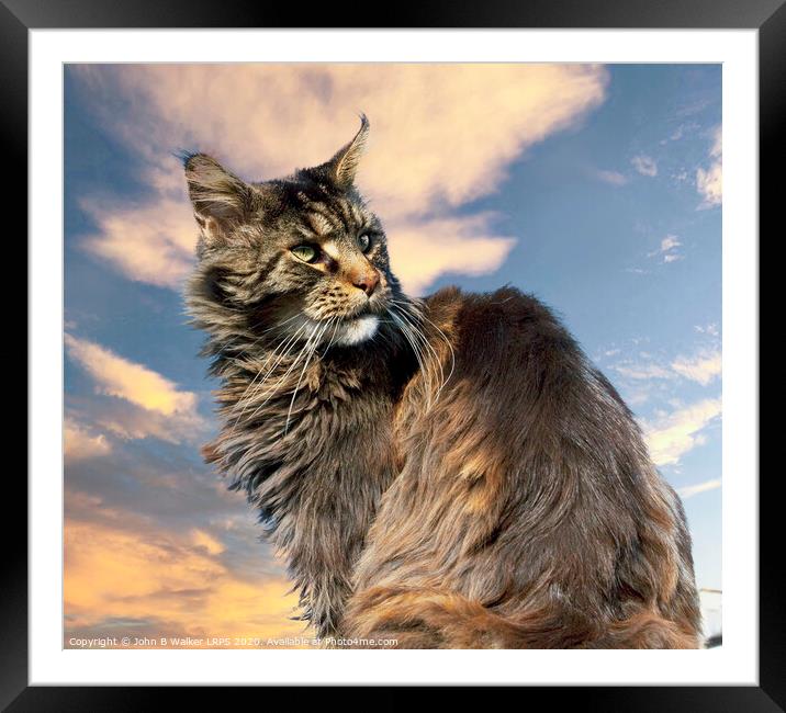 Maine Coon Cat posing in the Sunset Framed Mounted Print by John B Walker LRPS