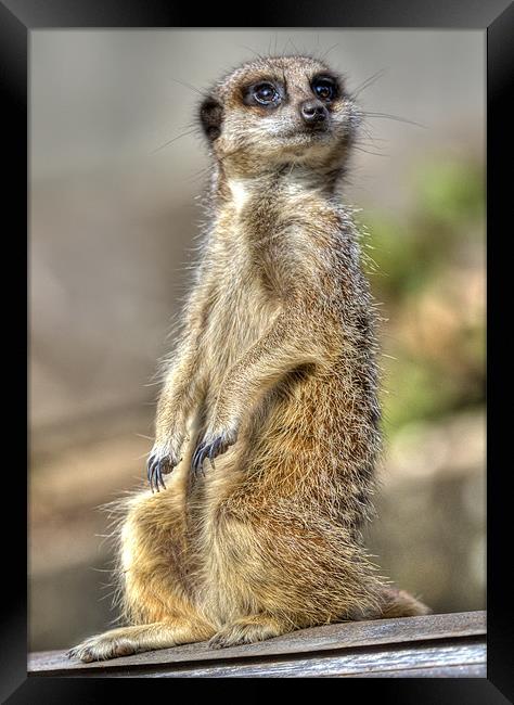 Meerkat on A Hot Tin Roof 2 Framed Print by Mike Gorton
