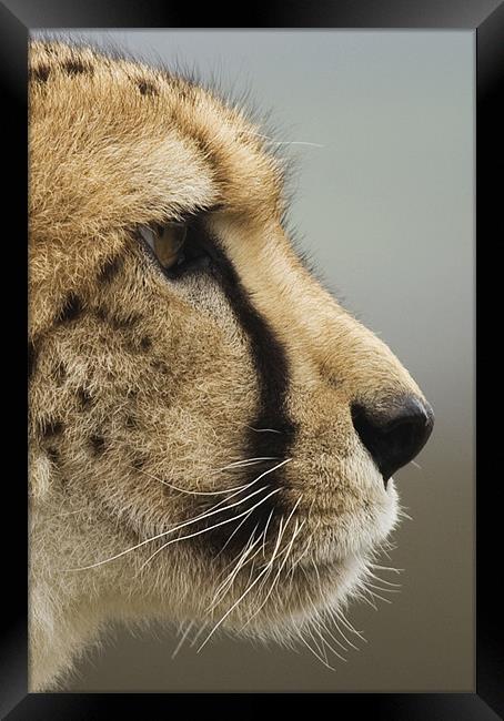 Cheetah profile Framed Print by Mike Gorton