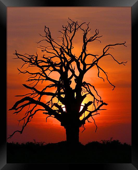 Lone Sunset Tree Framed Print by Mike Gorton